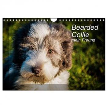 Bearded Collie mein Freund (Wandkalender 2025 DIN A4 quer) CALVENDO Monatskalender