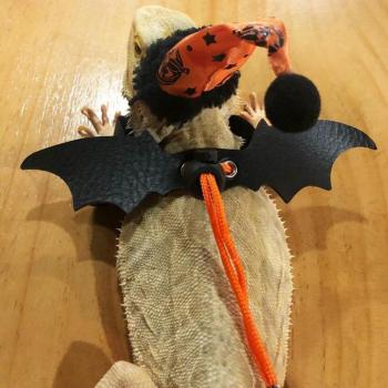 Lizard Xmas Hat, Scarf & Leash