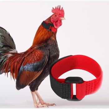 Noise-Free Poultry Collar Duo