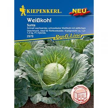 Weißkohl 'Sunta' schossfest