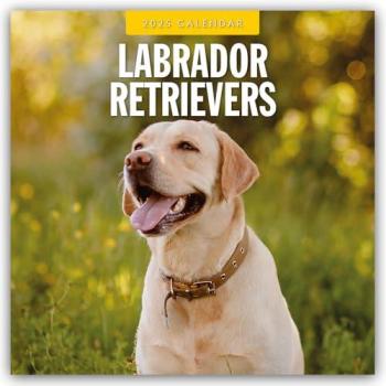 Labrador Retrievers