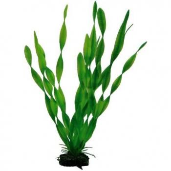 Planta de Acuario Vallisneria 34 cm