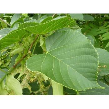 Tall Golden Linden, 6 ft, 12‑Litre Container (DirectPlants)