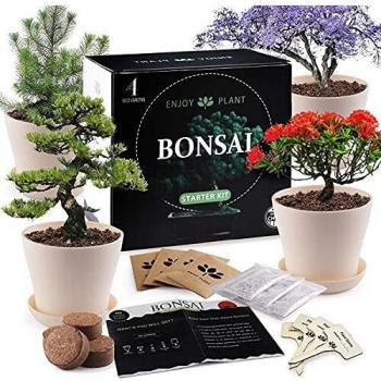 Four-Plant Bonsai Bundle