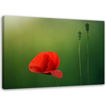 Rote Mohnblumenlandschaft 60x40