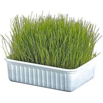 Nagergras Schale 100 g – Premium Qualität