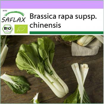 SAFLAX