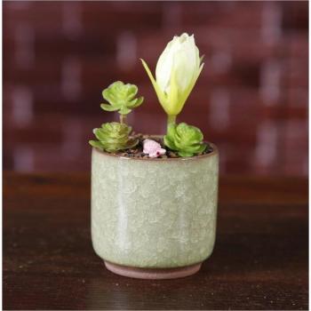 Petit Pot à Plantes Succulentes TECHOME