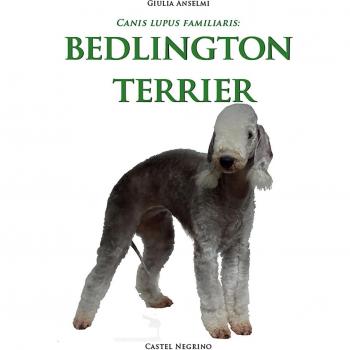 Bedlington Terrier