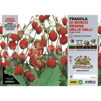 Fragola di Bosco Regina delle Valli