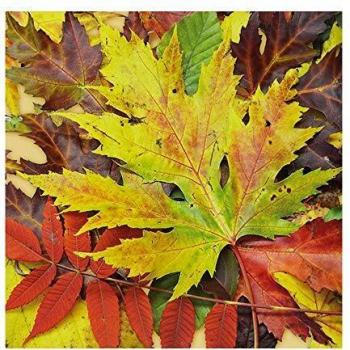 SERVIETTES AMBIANTE 33 X 33 CM AUTOMNE 20 FEUILLES EN PAPIER