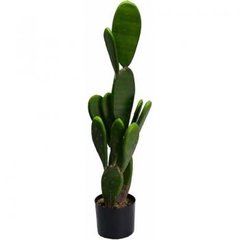 Cactus in vaso tondo 14 cm di diametro