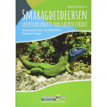 Smaragdeidechsen Lacerta bilineata und Lacerta viridis