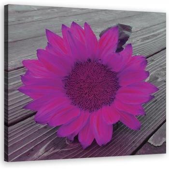 Impression sur toile « Couleurs vibrantes : tournesol rose & violet 30x30 »