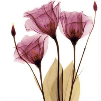 Zozack 68*75cm 11CT Chinese Cross Stitch Flower Kit