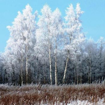 Diamantkunst: Winterliche Birkenlandschaft 30x30CM