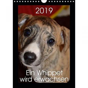 Ein Whippet wird erwachsen