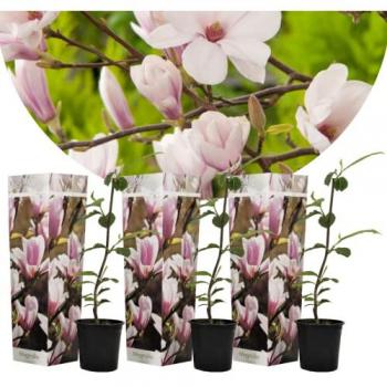 Set de 3 plantas Magnolia soulangea