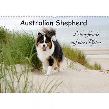 Australian Shepherd