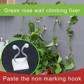 Wall Sticky Fixture for Plant Climbing
