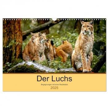 Luchs Begegnungen Wandkalender 2025 DIN A3 quer CALVENDO