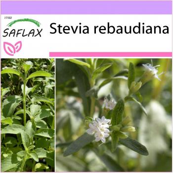 Hoja de Sabor Paraguayo – 100 semillas Stevia, SAFLAX