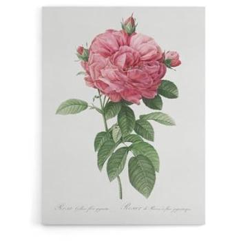Giant Gallica Rose Vintage Canvas – 18x24, Pure White