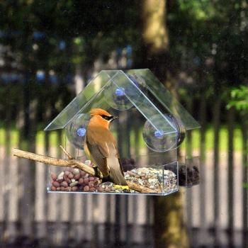 Cacahuete Aves Snack