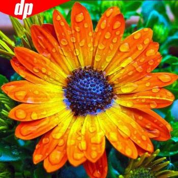 Bordado Brillante Flores 30x30