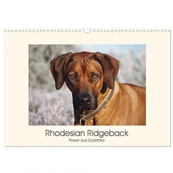 Rhodesian Ridgeback Power aus Südafrika (Wandkalender 2025 DIN A3 quer) CALVENDO Monatskalender