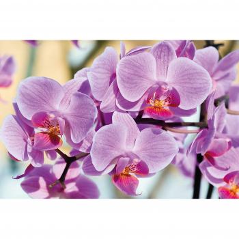 Orchideen XXL Poster – Wandbild von GREAT ART 140 x 100 cm für entspannende Atmosphäre