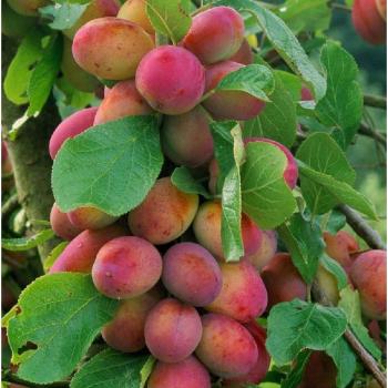 2-3 Year Old Prunus Victoria in 7L Pot