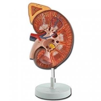 Rene Anatomico 3x con Ghiandola Surrenale