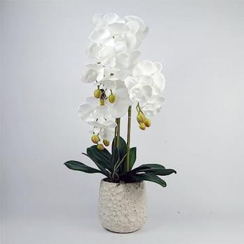 60cm H x 30cm W x 30cm D Pure White Orchid with Planter