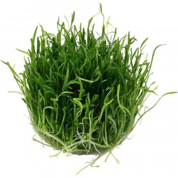 Lilaeopsis brasiliensis Aquarium Plant