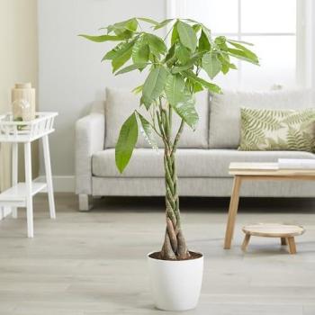 Pachira Aquatica “Lush Ledger” 150 cm Houseplant in Eco‑Green Pot