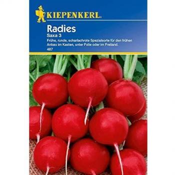 Saxa 3 Radieschen