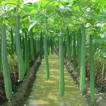 100 Graines de Luffa à Planter Facilement
