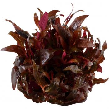 Tropica Aquariumpflanze Alternanthera reineckii 'Mini'
