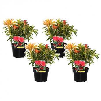 Set de 4 Pieris 'Flamme de forêt'