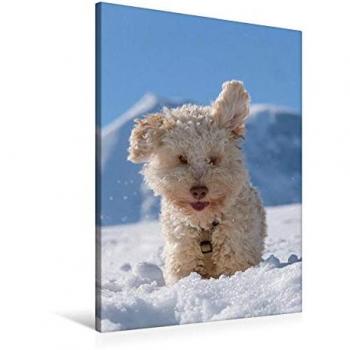 CALVENDO Deluxe Textile Print 60 × 90 cm – Lagotto Ohren im Hochformat
