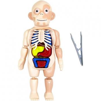 Kids Human Anatomy Model