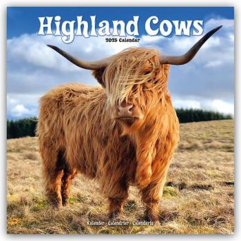 Higland Cows