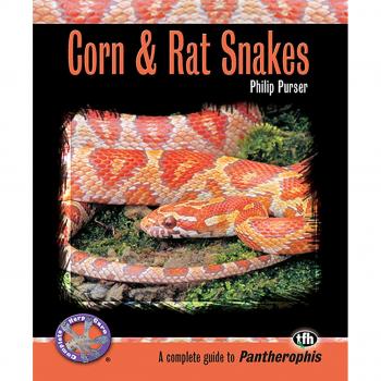 Corn and Rat Snakes