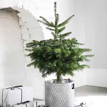 Galvanized Zinc Indoor Christmas Tree Planter