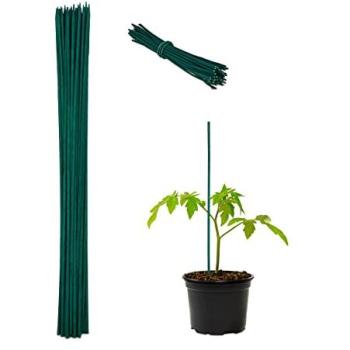 Green Bamboo Growth Aid – 60 cm Stakes, 100 Units, 50 Twine Included