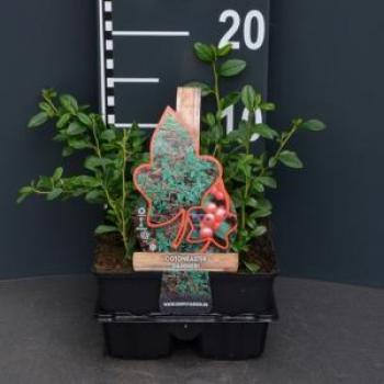 Cotoneaster dammeri