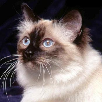 Tableau diamant chat siamois 30x30CM