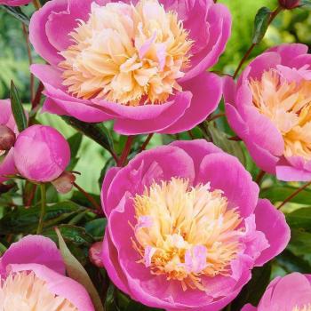 Bulbo di Fiore di Peonia da Coltivare