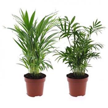 Mélange de palmiers d'intérieur